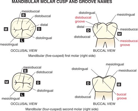 first and second molars|Mandibular second molar .